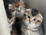 Chatons British Shorthair et Scottish Fold à vendre