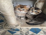 Chatons British Shorthair et Scottish Fold à vendre