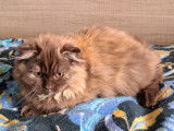 À vendre : 3 chatons Highlands Folds LOOF