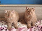 &Agrave; vendre : 3 chatons Highlands Folds LOOF
