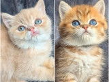 À réserver : 2 chatons Exotics Shorthairs non LOOF