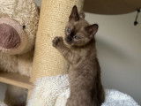 3 chatons Bengals LOOF disponibles à la réservation