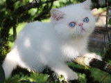Des chatons Persans et Exotics Shorthairs LOOF à vendre