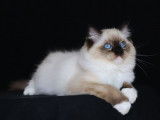 À vendre : un chaton femelle Ragdoll LOOF