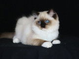 À vendre : un chaton femelle Ragdoll LOOF