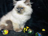 À vendre, 5 chatons Ragdolls LOOF