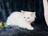 À vendre, 5 chatons Ragdolls LOOF