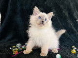 À vendre, 5 chatons Ragdolls LOOF