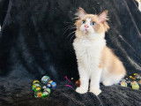 À vendre, 5 chatons Ragdolls LOOF