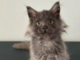 3 chatons Maine Coons LOOF à vendre