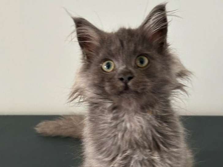 3 chatons Maine Coons LOOF à vendre