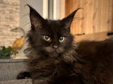 3 chatons Maine Coons LOOF à vendre