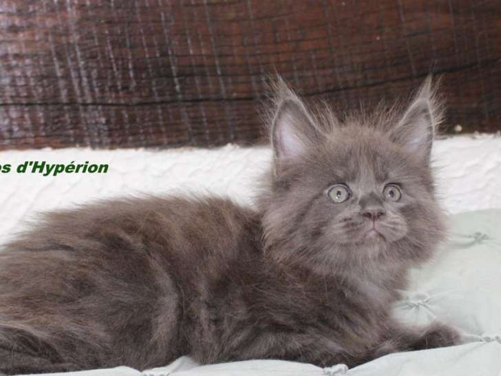 Une chatonne Maine Coon LOOF à réserver