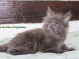 Une chatonne Maine Coon LOOF à réserver