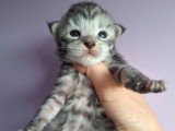Des chatons Maine Coons LOOF à réserver