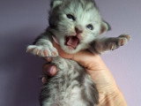 Des chatons Maine Coons LOOF à réserver