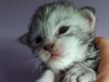 Des chatons Maine Coons LOOF à réserver