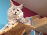 Des chatons Maine Coons LOOF à réserver