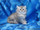 À vendre : 2 chatons Persans LOOF