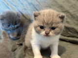 À réserver : 3 chatons British Shorthairs et Longhairs LOOF
