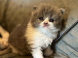 À réserver : 3 chatons British Shorthairs et Longhairs LOOF