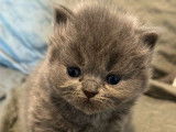 À réserver : 3 chatons British Shorthairs et Longhairs LOOF