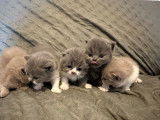 À réserver : 3 chatons British Shorthairs et Longhairs LOOF