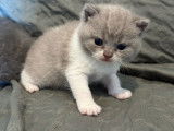 À réserver : 3 chatons British Shorthairs et Longhairs LOOF
