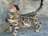 Des chatons Bengals LOOF à vendre