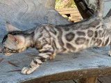 Des chatons Bengals LOOF à vendre