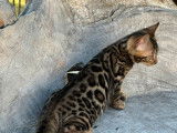 Des chatons Bengals LOOF à vendre