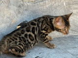 Des chatons Bengals LOOF à vendre