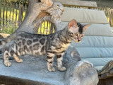 Des chatons Bengals LOOF à vendre
