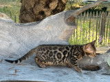 Des chatons Bengals LOOF à vendre