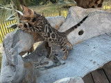 Des chatons Bengals LOOF à vendre