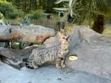 Des chatons Bengals LOOF à vendre