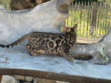 Des chatons Bengals LOOF à vendre