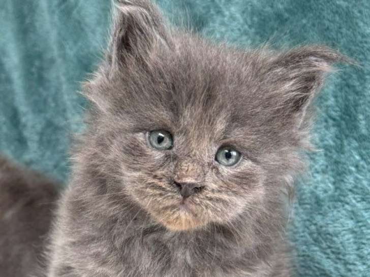5 chatons Maine Coons LOOF à réserver