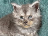 5 chatons Maine Coons LOOF à réserver