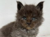 5 chatons Maine Coons LOOF à réserver