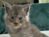 5 chatons Maine Coons LOOF à réserver