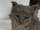 5 chatons Maine Coons LOOF à réserver