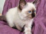 À vendre : une chatonne Ragdoll LOOF