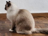 À vendre : une chatonne Ragdoll LOOF