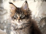 À réserver : un chaton mâle Main Coon LOOF