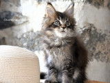 À réserver : un chaton mâle Main Coon LOOF
