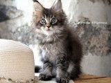 À réserver : un chaton mâle Main Coon LOOF
