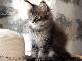 À réserver : un chaton mâle Main Coon LOOF
