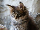 À réserver : un chaton mâle Main Coon LOOF