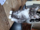 Chaton main coon